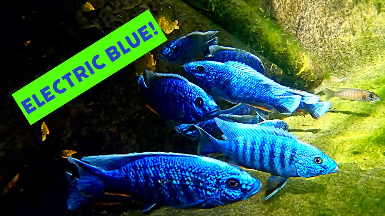 One Fish, Two Fish, Blue Fish!  Electric Blue Ahli!