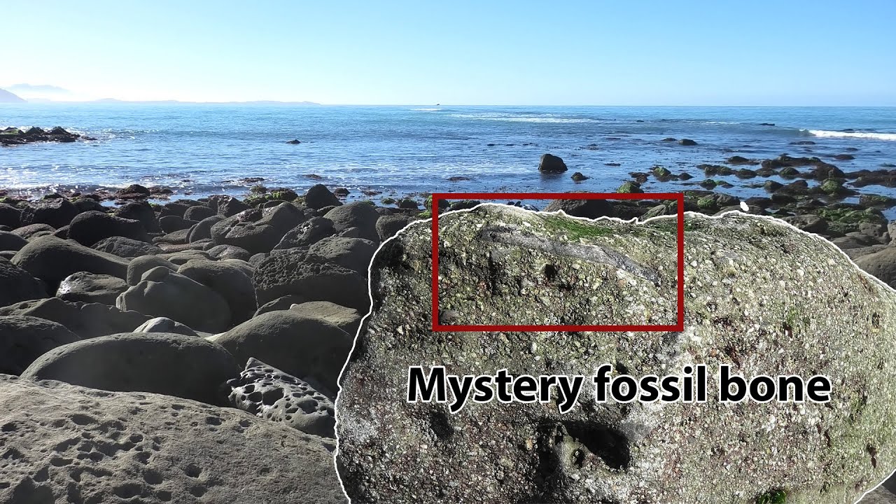 Mystery bone! Finding dinosaur aged fossils on a remote beach in New Zealand