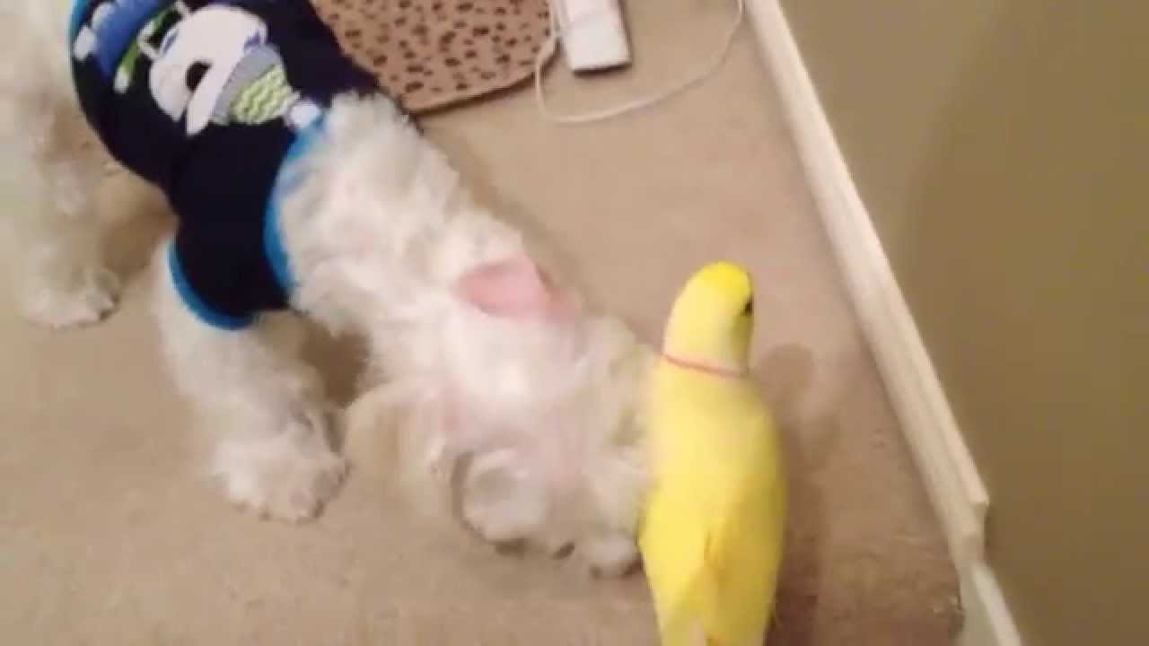 Bedtime For Everybirdy