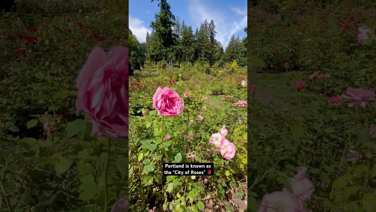 International Rose Test Garden 🌹 - Portland, Oregon #rose #garden #portland #oregon #flowers