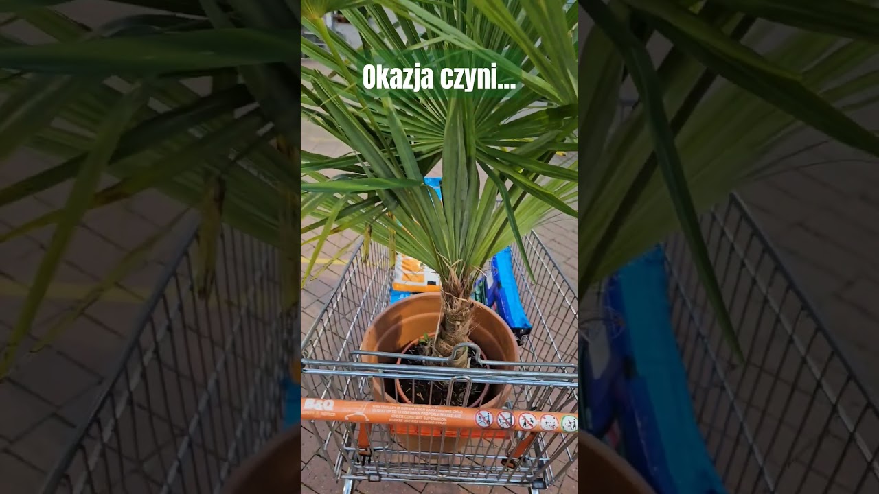 Jak udało kupić sie Trachycarpusa fortunei za &pound;20 (ok 100zł) #shorts #palmy #trachycarpus