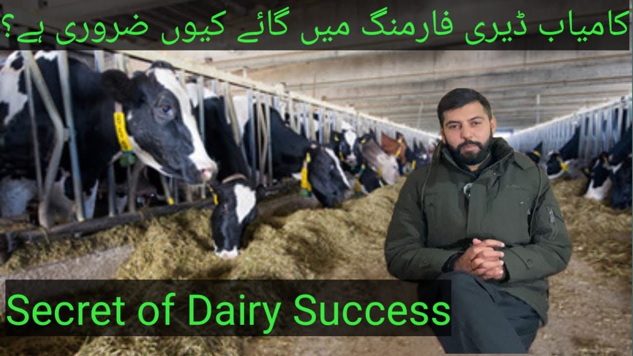 Why Cows Are Essential for Successful Dairy Farming | Profitable Dairy Business