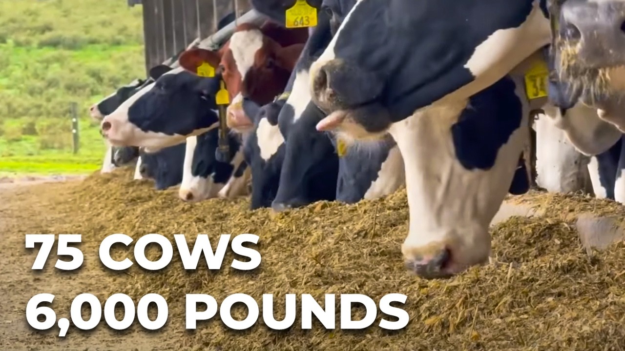 6,000 POUNDS OF MILK PER DAY AT THE UNIVERSITY OF MARYLAND FARM, UNITED STATES 🇺🇸