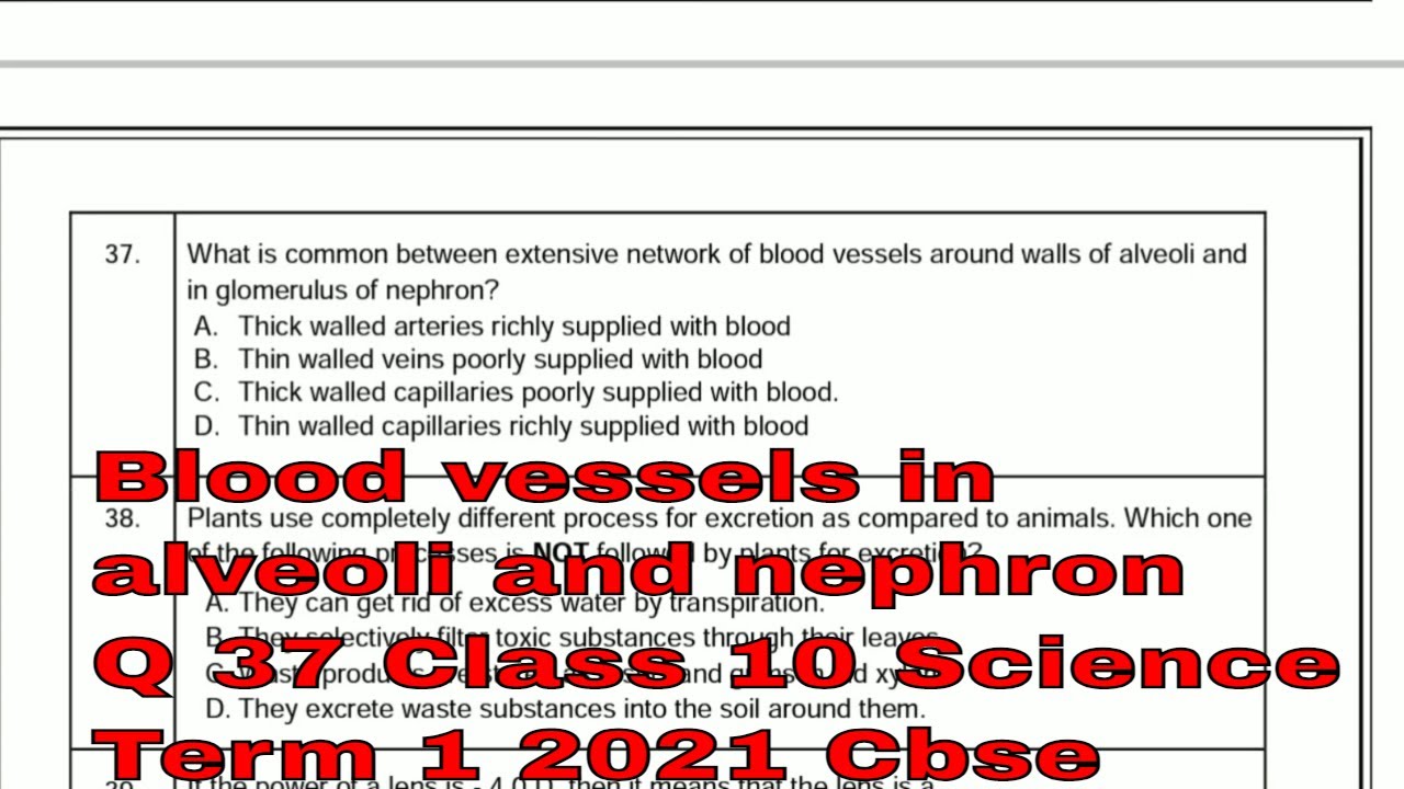 Q37 Sqp Science What is common between extensive network of blood vessels around walls of alveoli