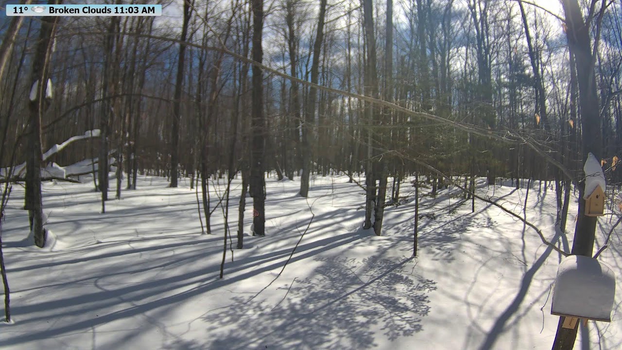 🔴 24/7 Wildlife Feeder Live | Birds, Deer & Flying Squirrels | Nicolet National Forest, Wisconsin