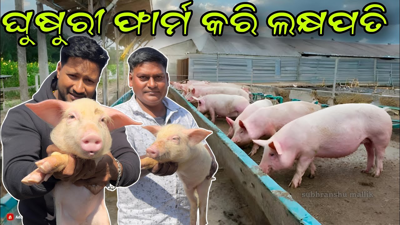 ଘୁଷୁରୀ ଫାର୍ମ କରି ଲକ୍ଷପତି || PIG FARM ODISHA || FARMING ODISHA || @JAPUARABPETVLOG