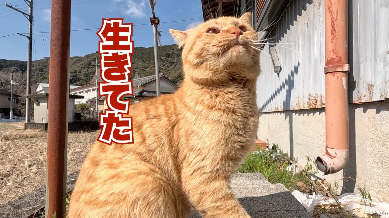 ‼️野良猫が帰って来た　生きてた野良猫‼️　 今日ものんびり猫時間😊