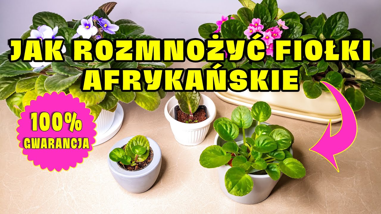 Fiołek Afrykański i Jego Rozmnażanie | Mój Pewny i Skuteczny Sposób!
