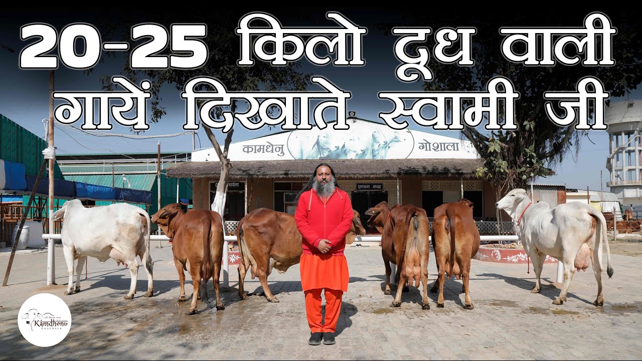 20-25 किलो दूध वाली गायें दिखाते स्वामी जी👍 | #sahiwal #cow | #tharparkar #cow | Sahiwal Elite Cows