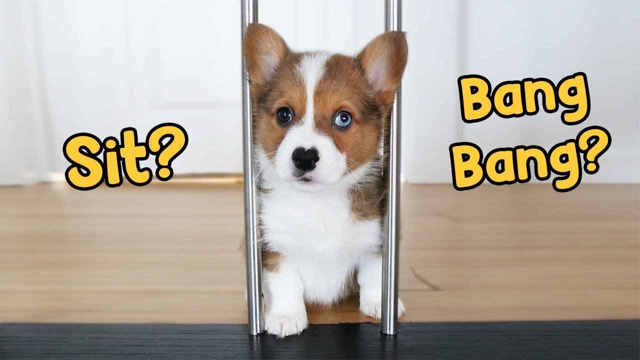 Training 10 Week Old Corgi (Blue) Tricks | Clicker Training