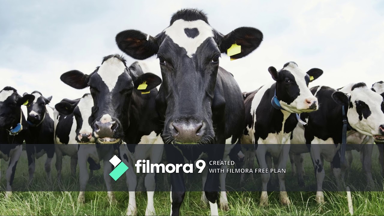Filmora test