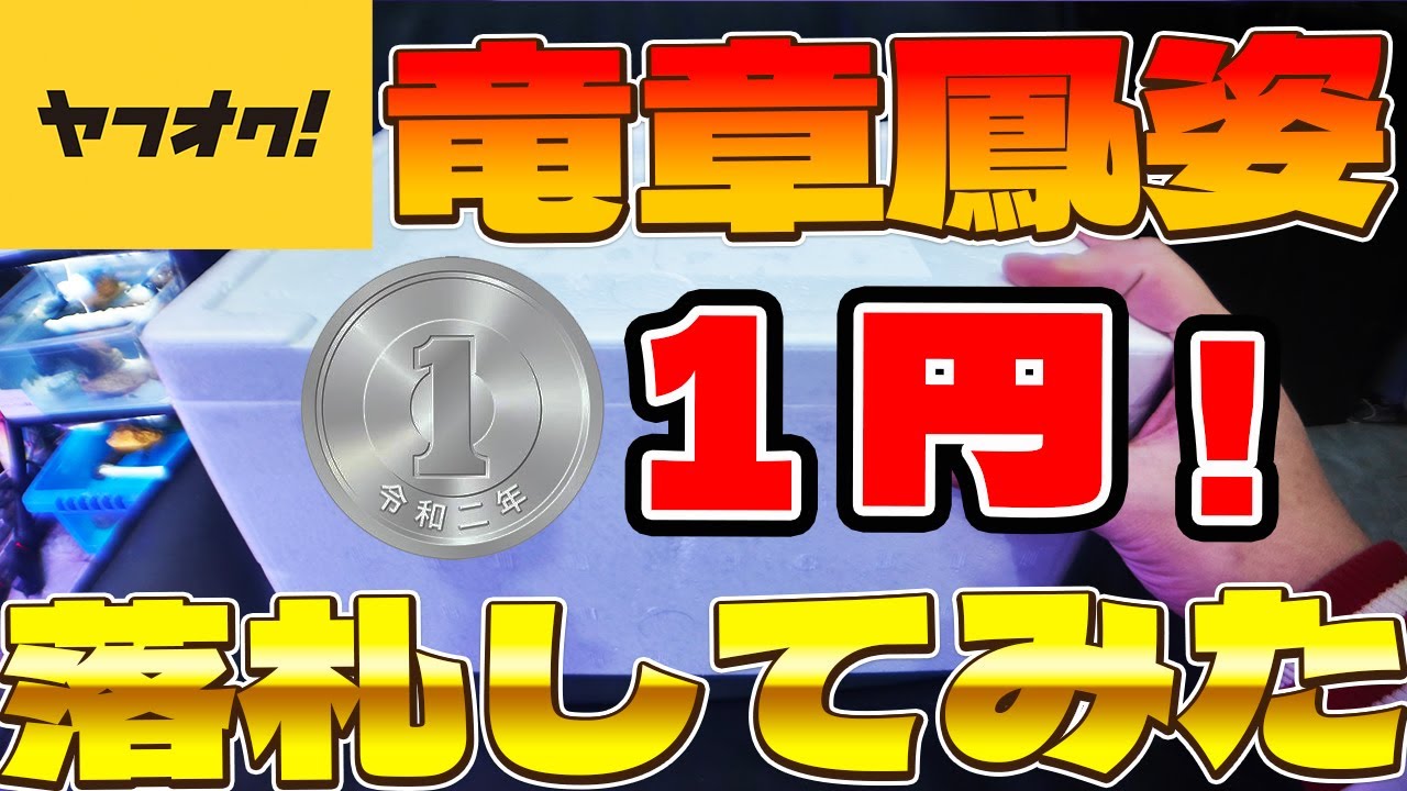 ヤフオクで1円の竜章鳳姿を買ってみたらやばかった💦完全公開！