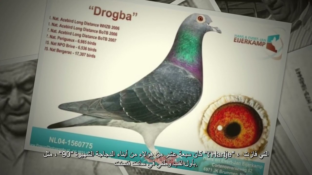 قصة الحمام فان وانروي