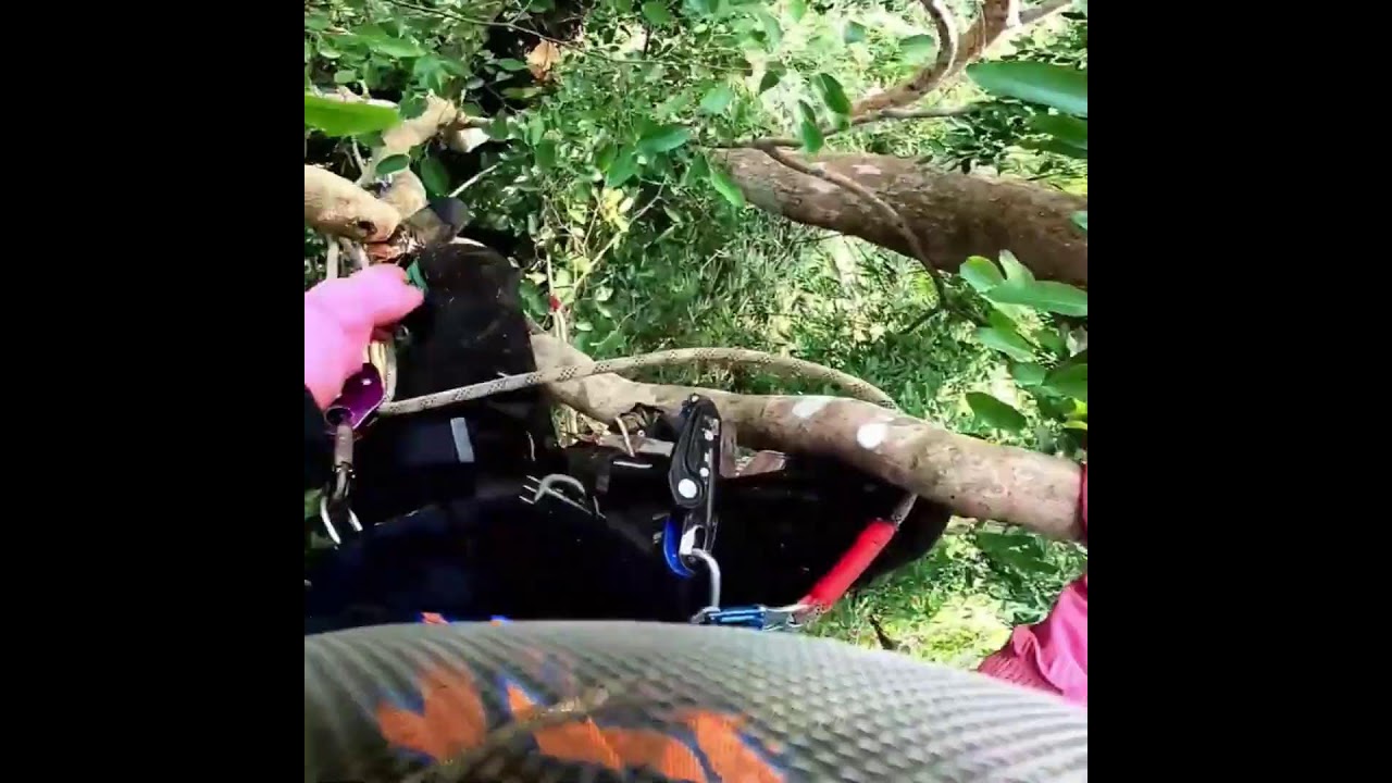 Deep jungle #honeybeedance to find honey