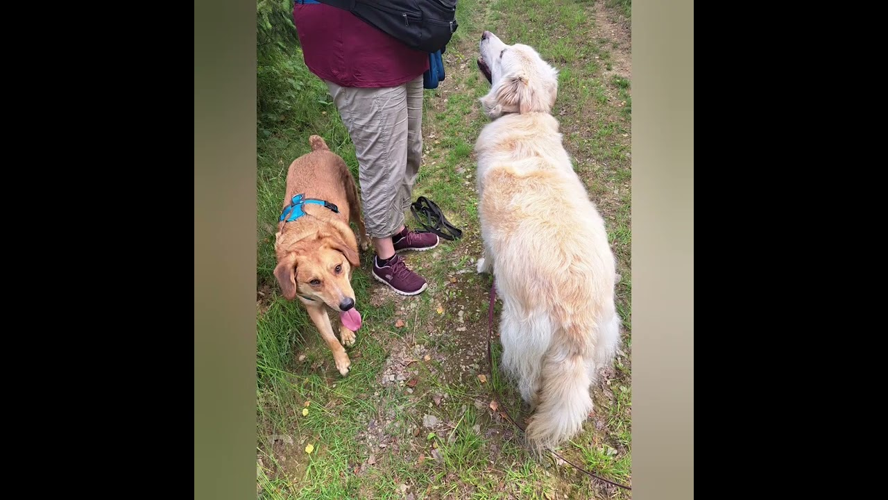 Sozial Walk Eine kurze Erklärung wie ich dazu stehe und arbeite. 
