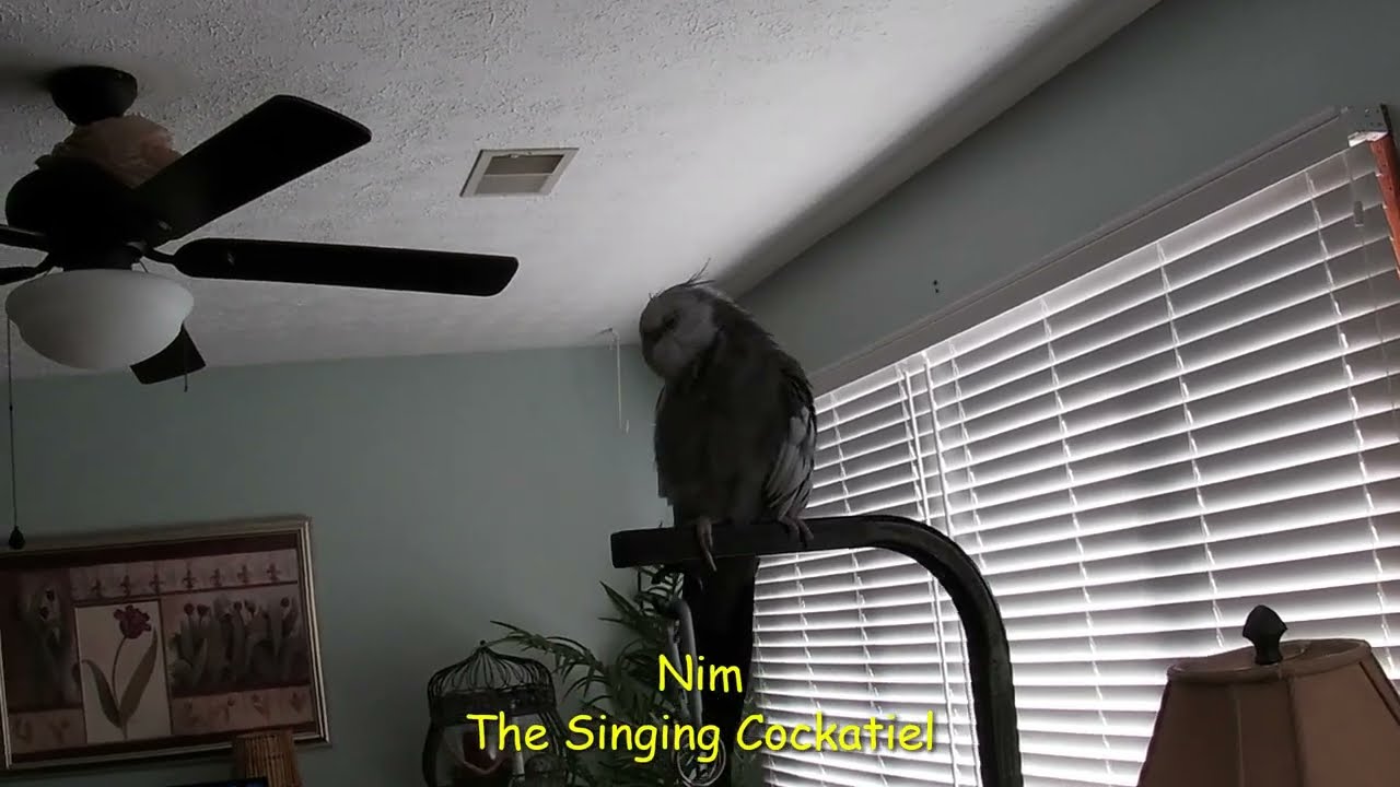 Nim the Singing Cockatiel