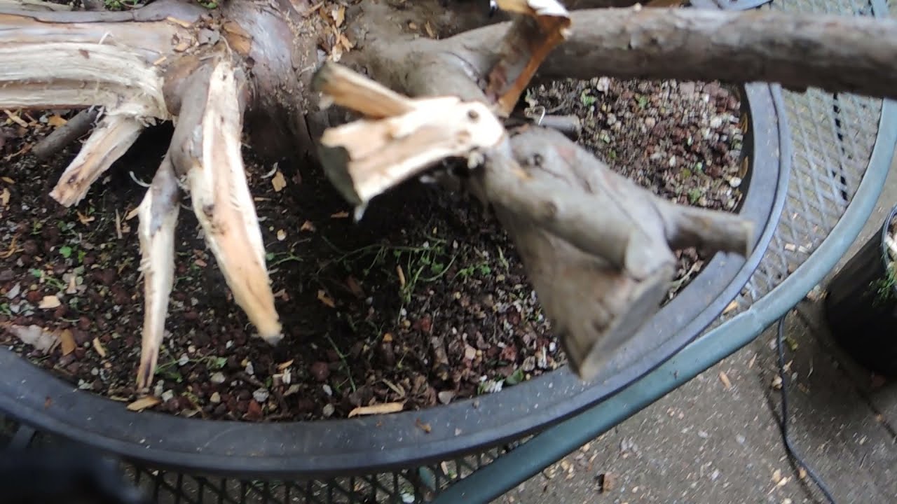 Deadwood Carving on Yew
