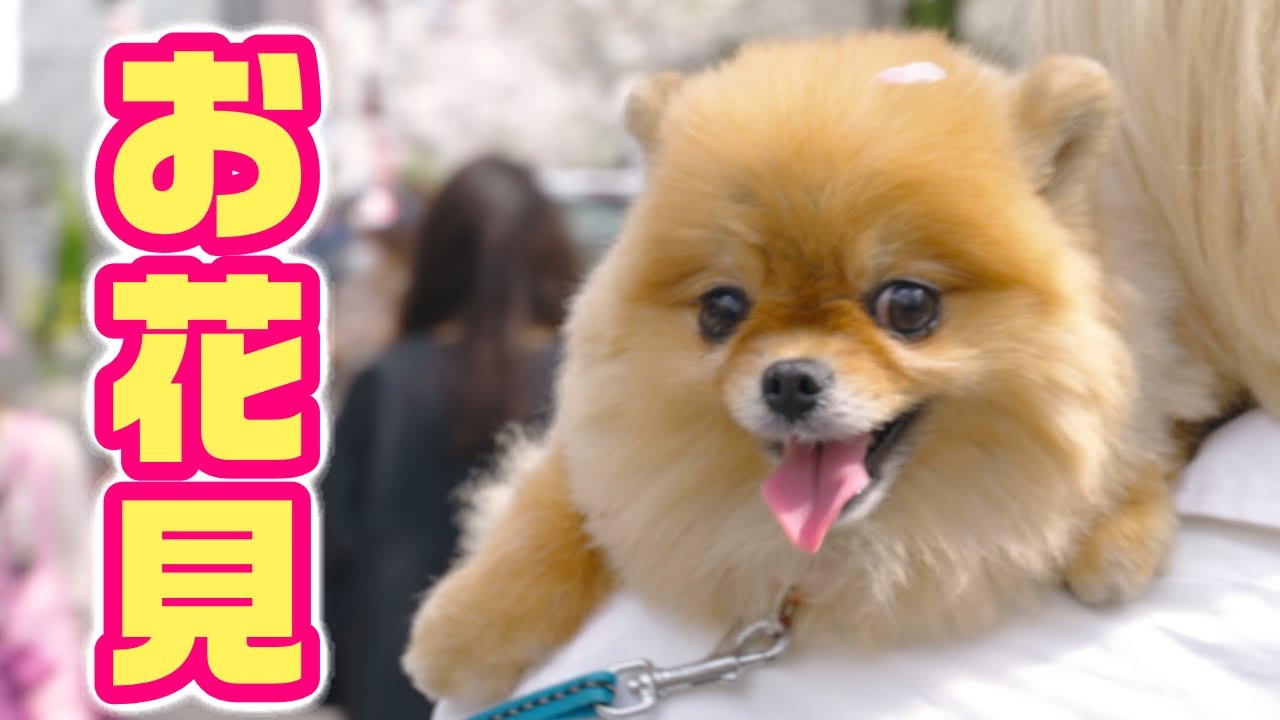 世界一かわいいポメラニアンとお花見してみた