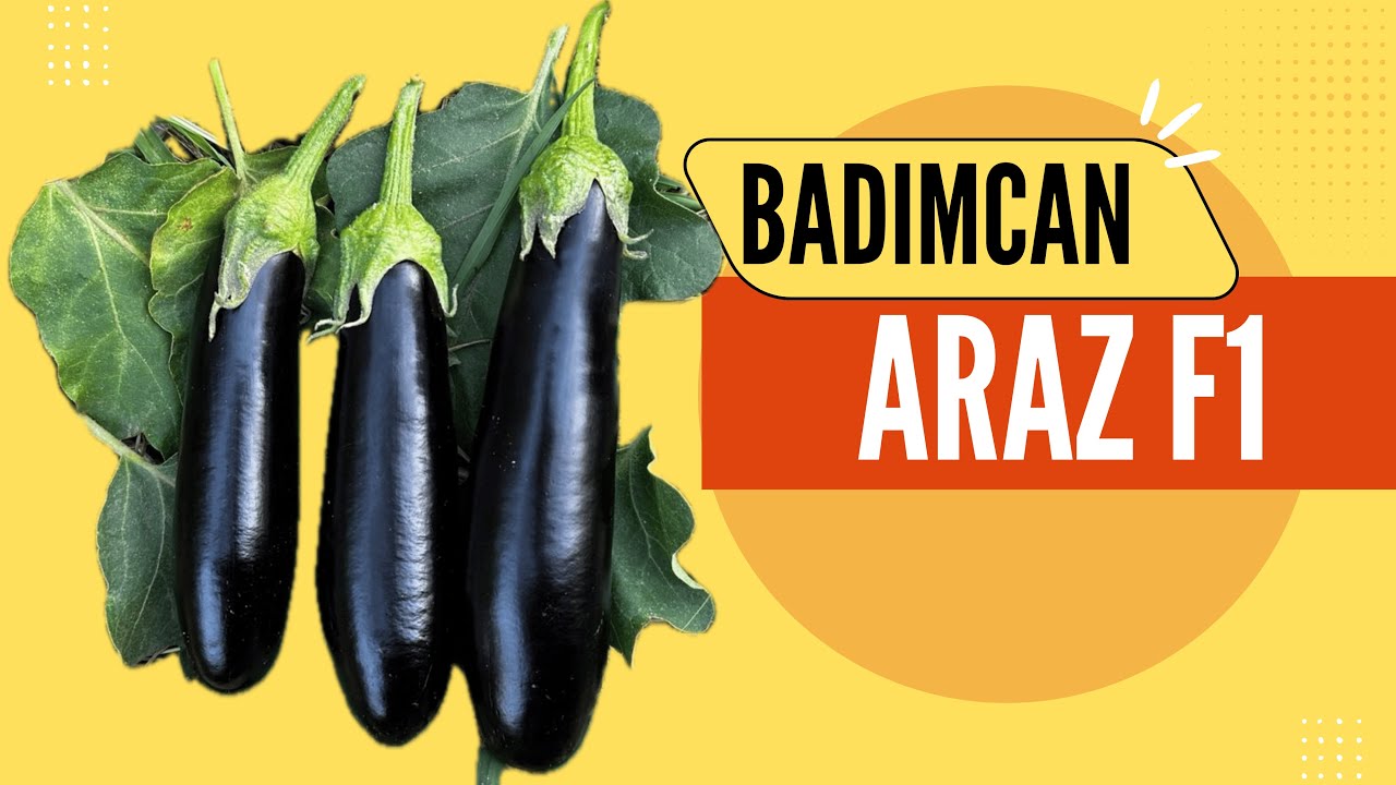 Araz F1  badımcan hibridi  Sabirabad rayonu Qəzli kəndi 04 09 2025