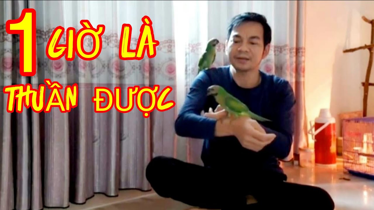 Độc Chiêu Thuần Vẹt BỔI Trong 1 Giờ nhiều người không biết. 