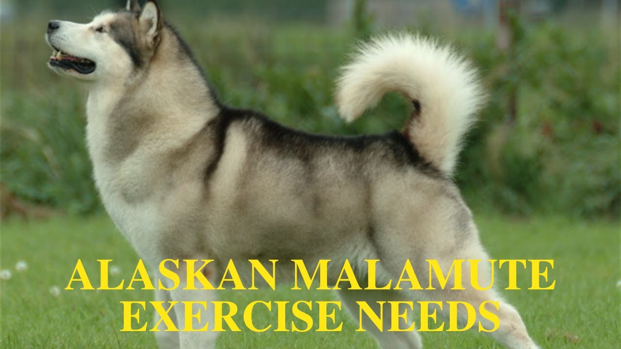 Alaskan Malamute Exercise [Needs and Ideas]