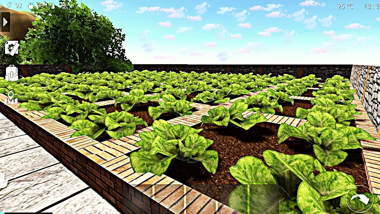 LETTUCE 🥬 HARVESTING🧺