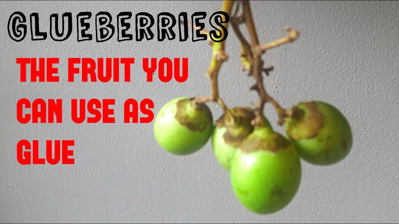 Gunda: The fruit you can use as glue - Weird Fruit Explorer Ep 272