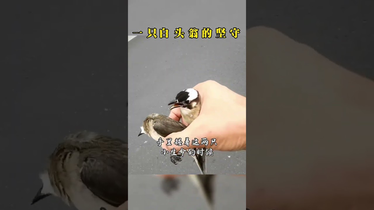一隻白頭翁鳥的堅守🙏
