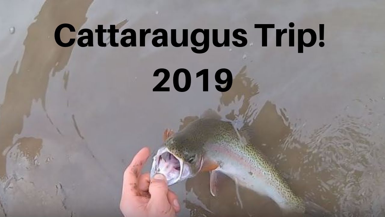 Tributary-Tributary Steelhead!