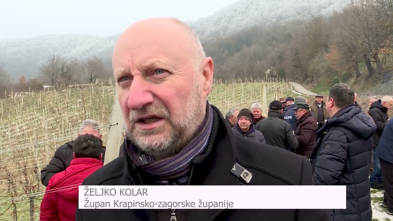 Žutica poharala vinograde sjeverozapadne Hrvatske