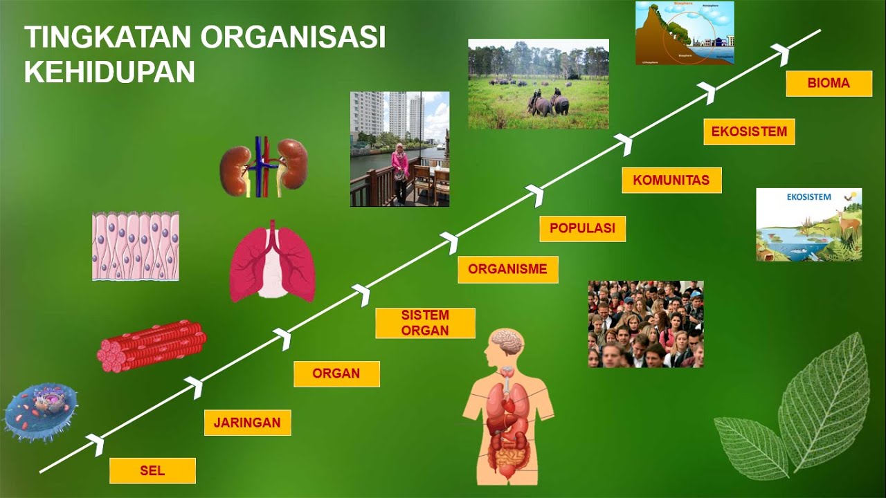 BIOLOGI SMA KELAS X: RUANG LINGKUP BIOLOGI