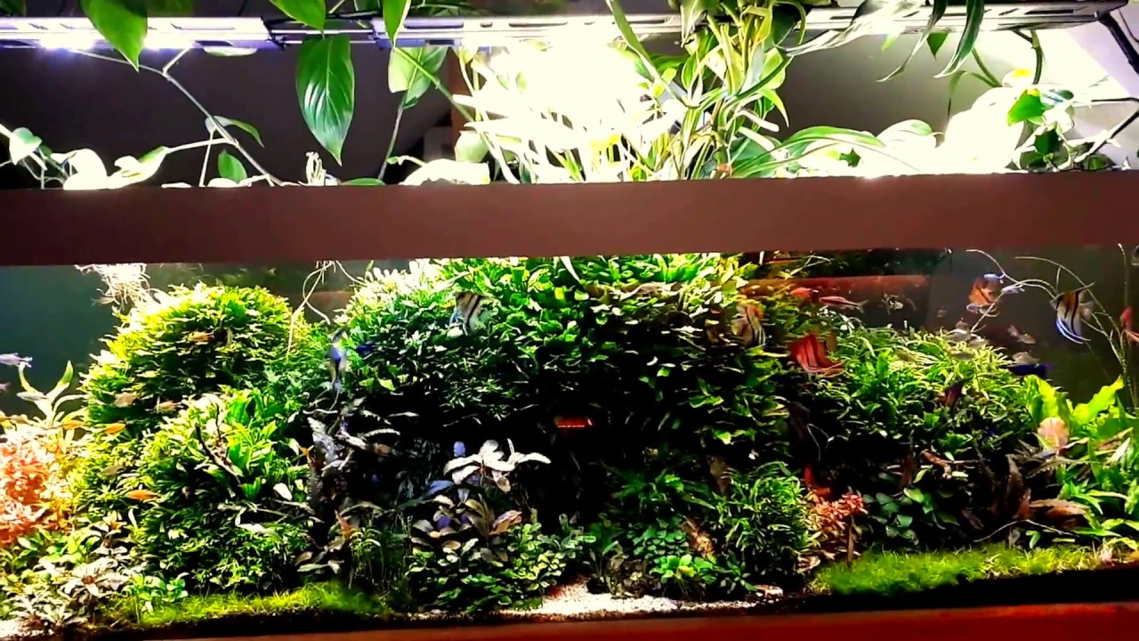 Nature Aquarium 1000l after 1 year, akwarium roślinne 1000l rok po zalaniu