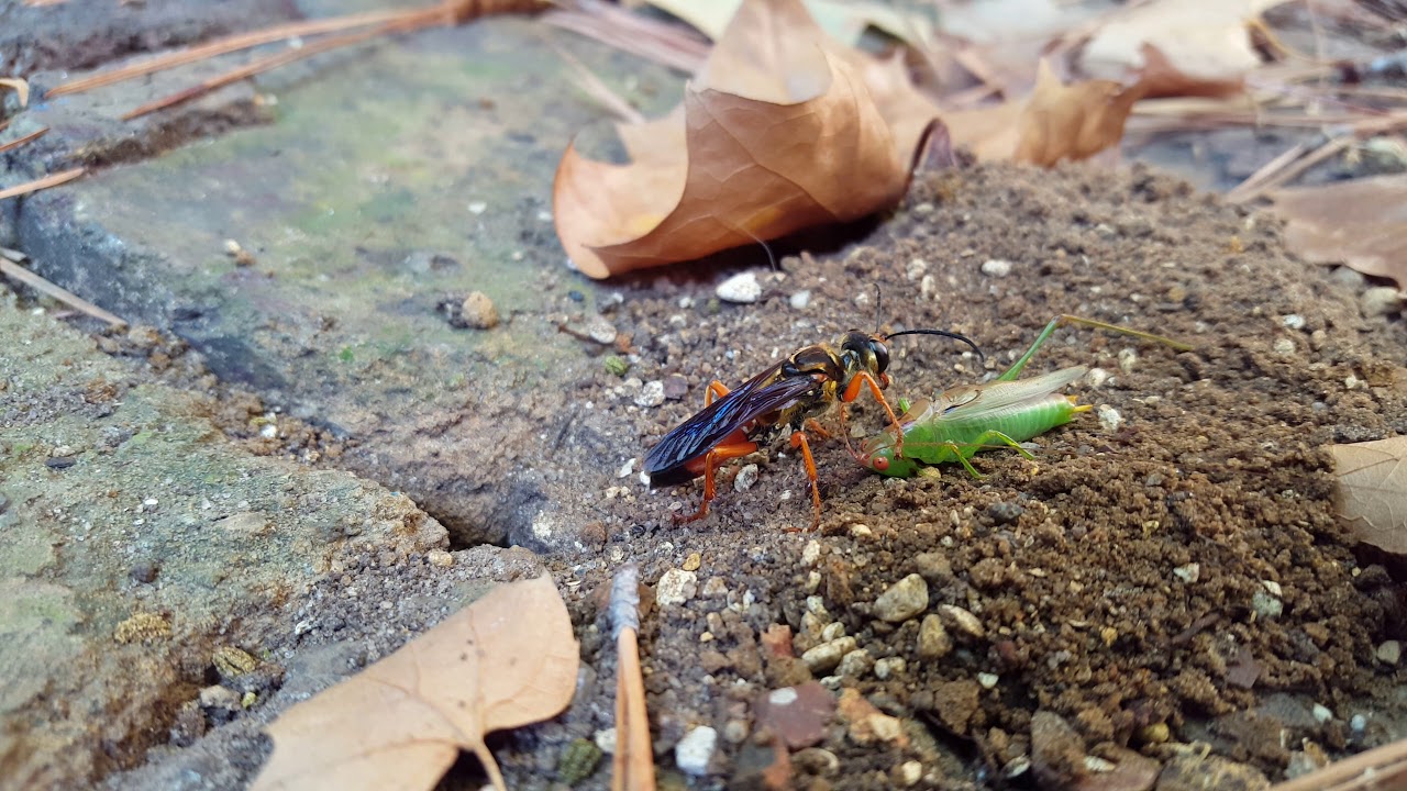 Sphex ichneumoneus great golden digger wasp