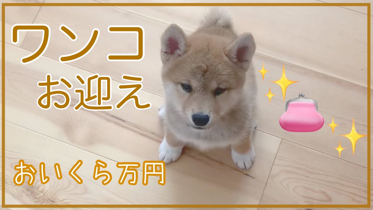 犬を飼うのにおいくら位必要？我が家の柴犬の場合。