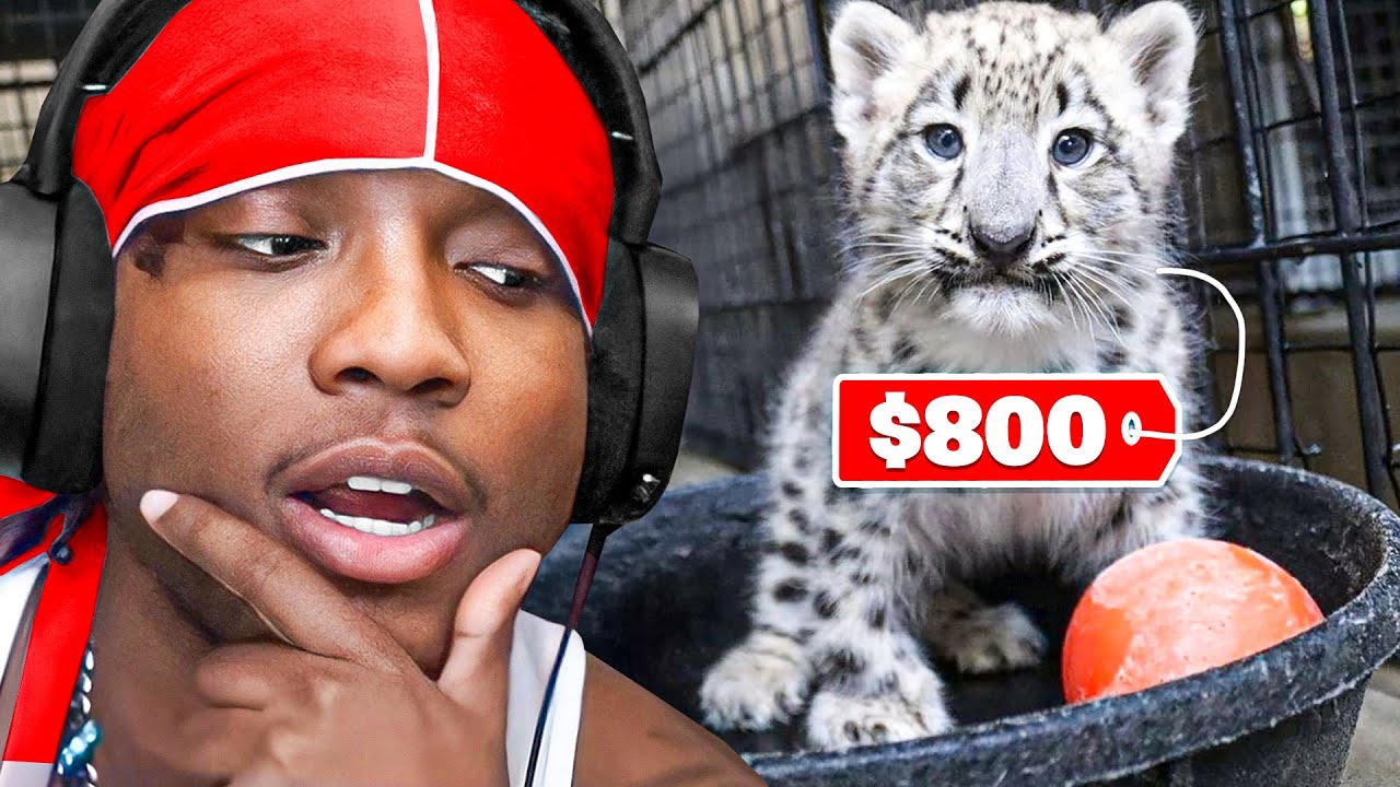YourRAGE Reacts To The Illegal Exotic Animal Market!