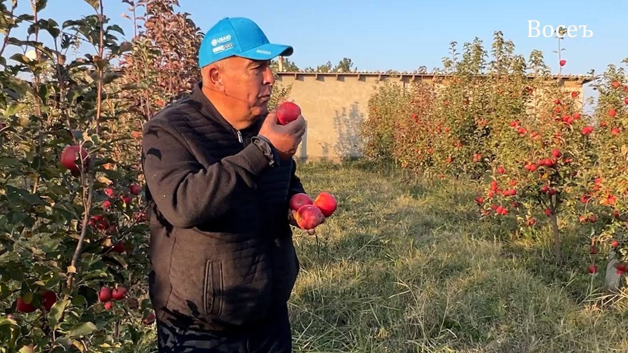 Себ, афлесун, мавиз. Парваришаш дар Восеъ