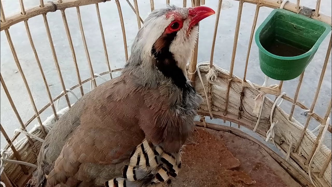Chukar full original hunting sound | chukar song | chukar beautiful voice