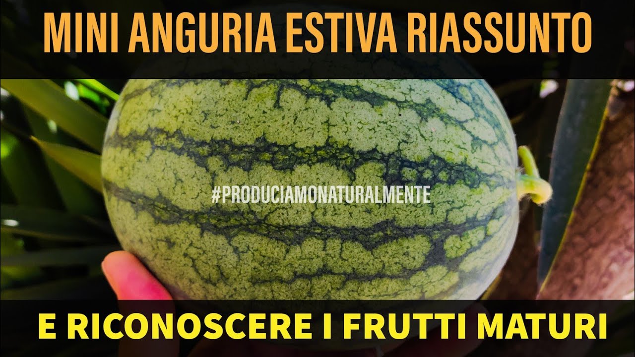 Coltivare Mini-Anguria Estiva riepilogo e Come riconoscere Frutti Maturi
