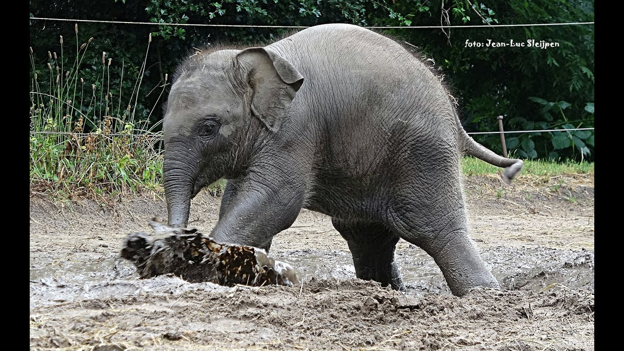 Diergaarde Blijdorp - Radjik runs through the big rain puddles