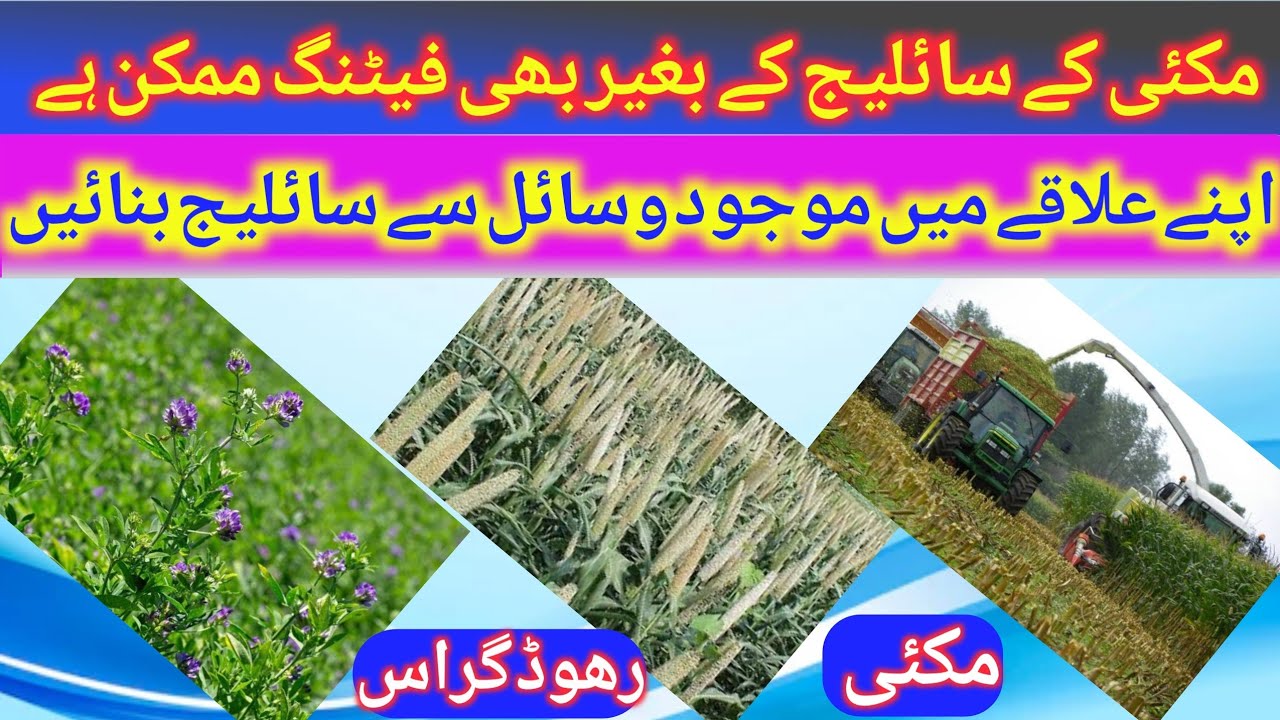 Corn silage / rhood grass hay/bajra sailage / jwaar silage /alfa alfa hay #silage