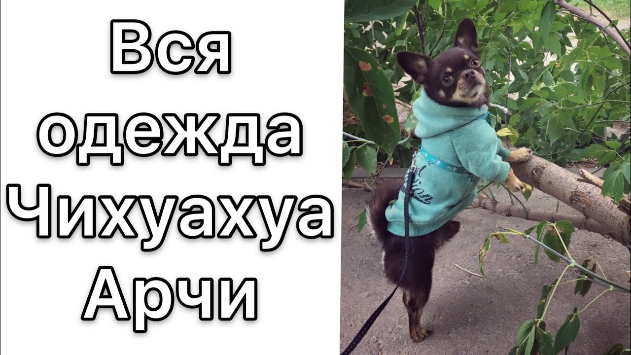 Вся одежда Чихуахуа Арчи. Примерка и рекомендации