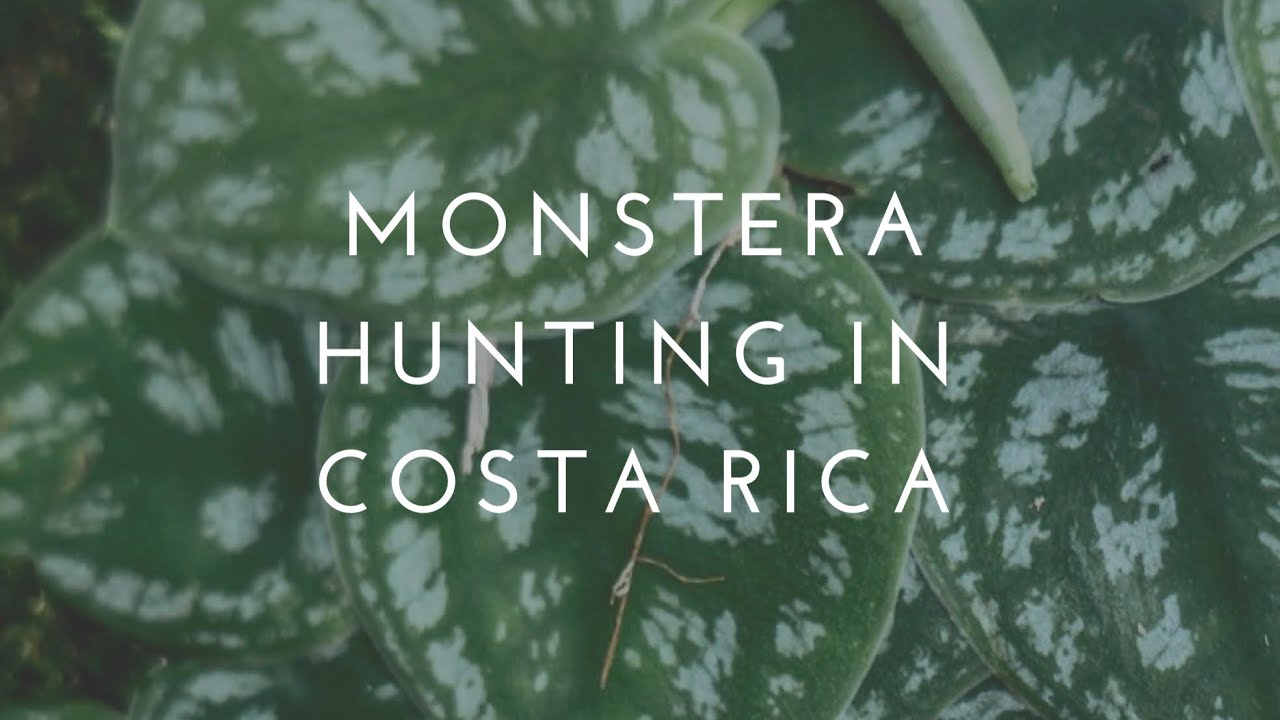 Monsteras in Costa Rica