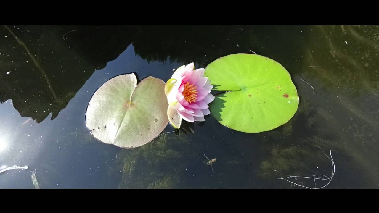 Die Seerose - Zeitraffer