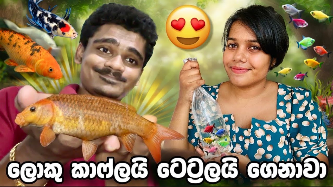 ලොකු Carp Fishලයි ලස්සන Tetra Fishලයි අපේ Tankඑකට දාන්න ගෙනාවා | Giant Carp, Glow Tetra