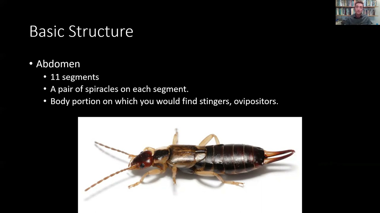 Invertebrate Pest Identification & Life Cycle