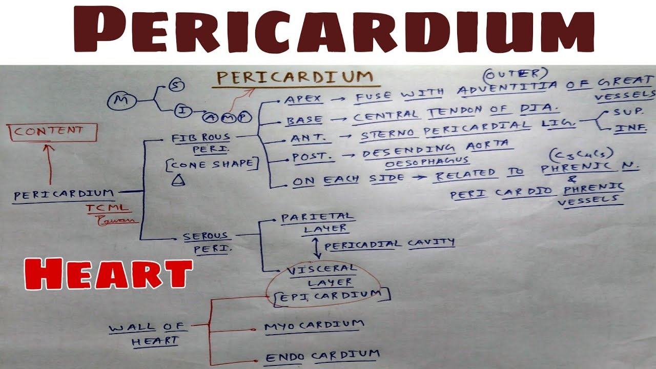 Pericardium | Part 1 | Fibrous layer | Thorax Anatomy | TCML