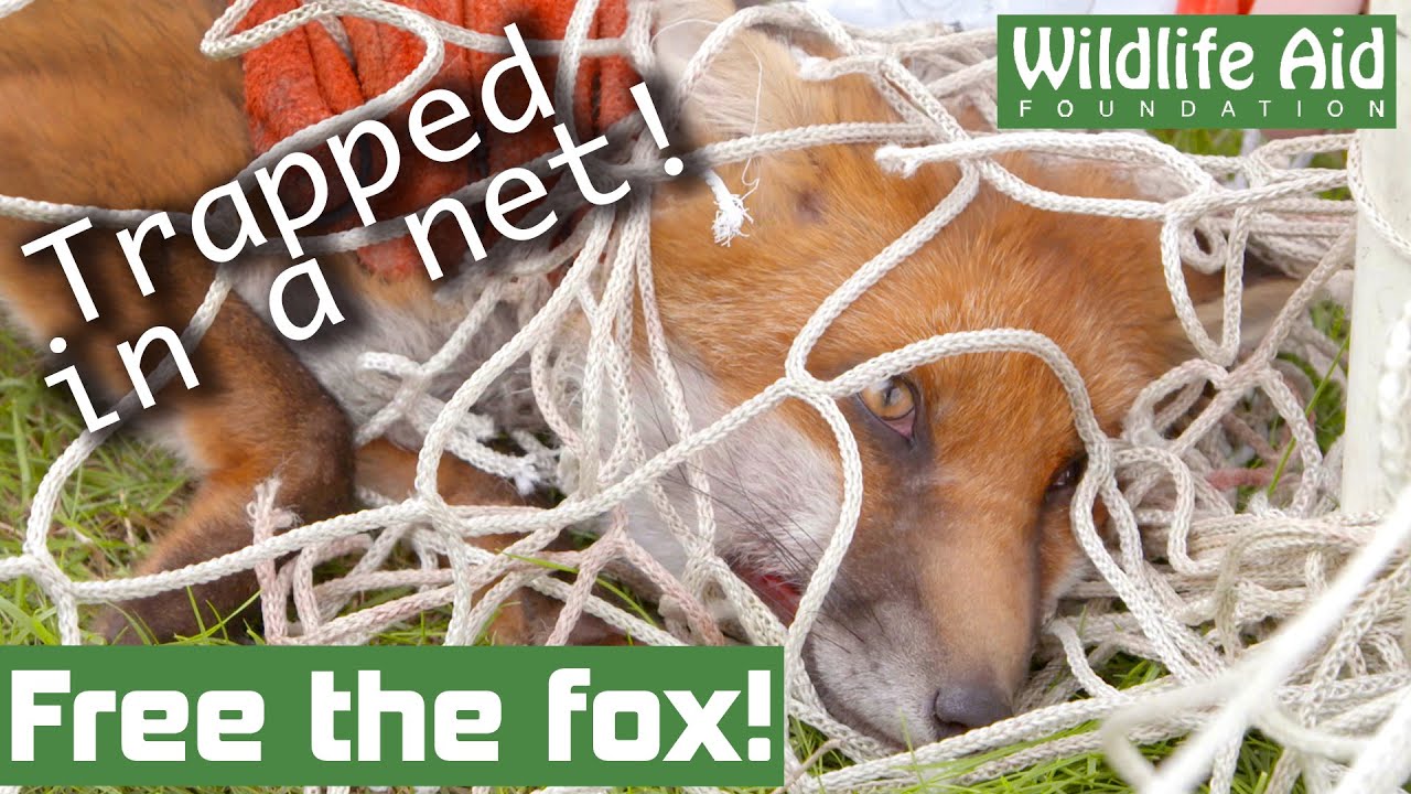 Young fox gets completely TANGLED in football netting!