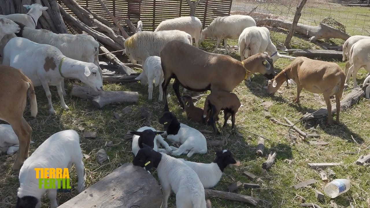 Tierra Fértil TV-Genética en 4 razas de borregos (05.04.25)