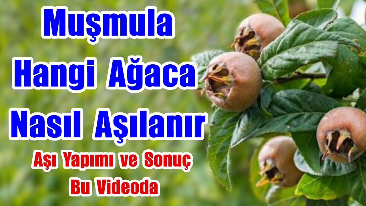 Muşmula nasıl aşılanır / Döngel Beşbıyık nasıl aşılanır / Muşmula aşısı nasıl yapılır