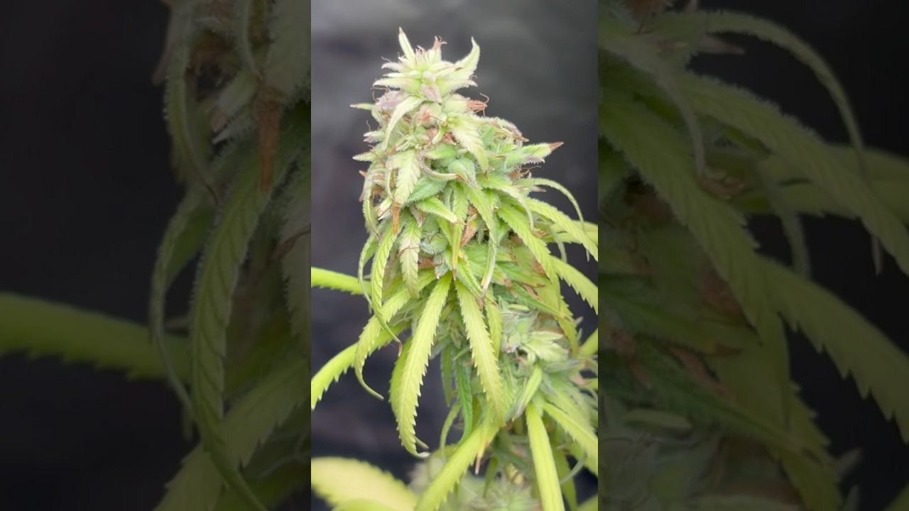 2025 indoor grow🍃  #howtogrowcannabis #green #plants #cannabiseducation